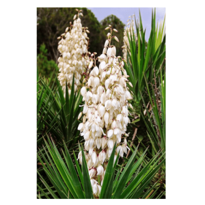 Semi Yucca Filamentosa - immagine 1