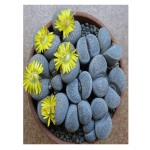 Semi Pietre Vive o Sassi Viventi - immagine 1