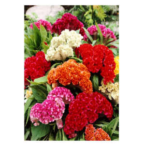 Semi Celosia Cresta di Gallo Argentea - immagine 1