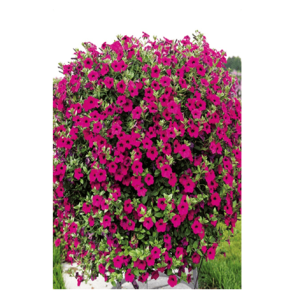 Semi Petunia Viola