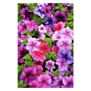 Semi Petunia Balconi Hybrid Miscuglio - immagine 1