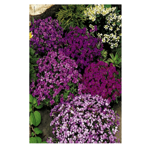 Semi Aubretia Miscuglio - immagine 1