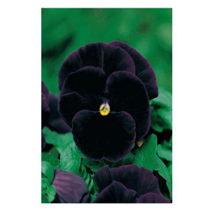 Semi Viola Black King