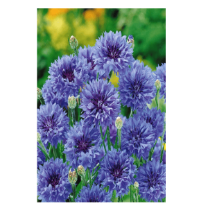 Semi Fiordaliso - immagine 1