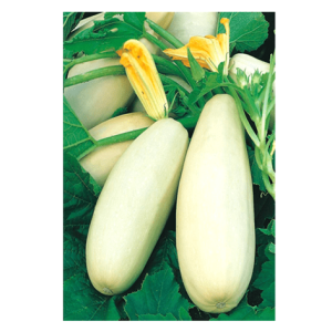 Semi Zucchino Lungo Bianco Bush - immagine 1