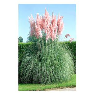 Semi Erba della Pampa Rosa- Pink Pampas - immagine 1