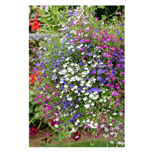 Semi Lobelia Pendula