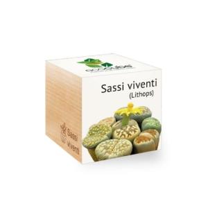 ECOCUBE - Piante Grasse Sassi Viventi (Lithops) - immagine 1