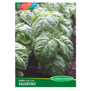 Semi Basilico Valentino Napoletano Riccio